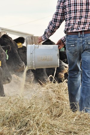 Farmer feeding cattle with a bucket of grain in a barn, surrounded by cows on a straw-covered ground.