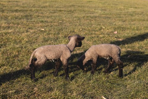 Two young lambs grazing on green grass in a sunny pasture, showcasing their woolly coats and playful nature.