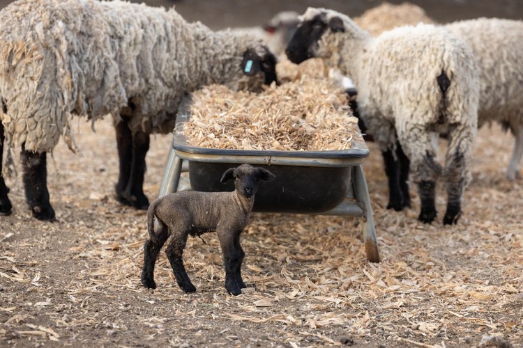 A black lamb stands in front of a feeding trough surrounded by adult sheep, with straw scattered on the ground in a farm setting.